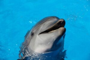 dolphin pushups benefits